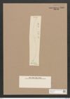 Pleurosigma sp. (de-Toni-Nr.: Genus 13) Zeichnungen Sammlung Grunow Nr. 2167 (NHMW-BOT-W0369226)